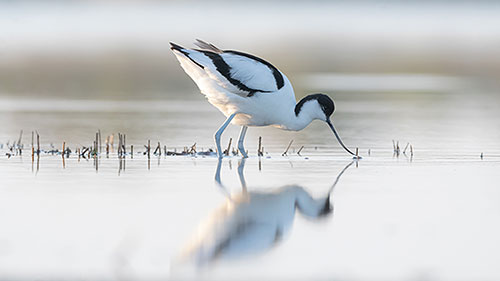 Oiseau de Camargue en affut flottant © Jean-louis Pagliaccia
