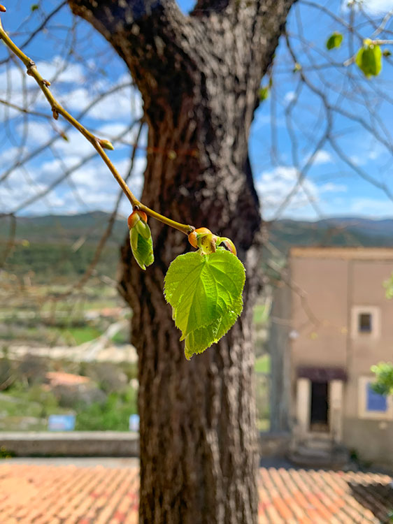 Feuilles s'ouvrant © Antoine Gerbino