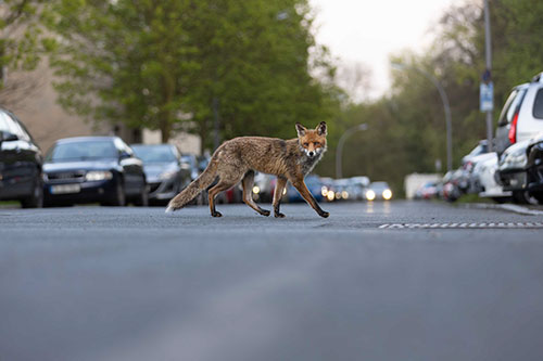 Renard urbain - © Nicolas de Vaulx