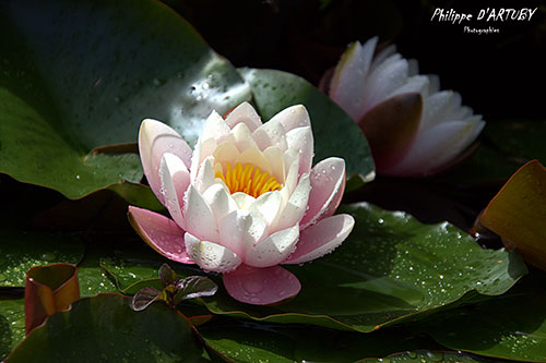 Fleur de Nénuphar © Philippe Leclercq

 © Sylvain Reybaut