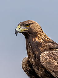 Aigle Royal © Jean-louis Pagliaccia