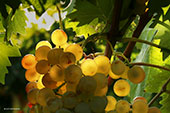 La veille des vendanges © Zoé Lemonnier