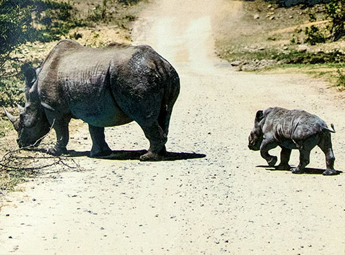 Rhinoceros - © Michel Bieliaeff