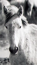 Cheval  © Jean-Louis Etienne