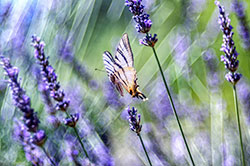 Papillon et lavande © Jean-François Frévol