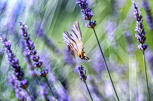 Papillon et lavande © Jean-François Frévol