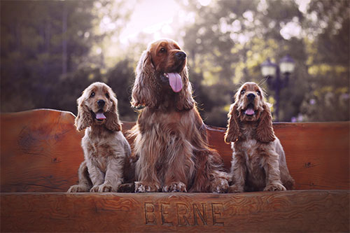 Cocker Berne © Co. Ca Photographie