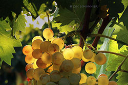 La veille des vendanges © Zoé Lemonnier