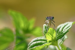 L'agrion qui voulait me prendre en photo © Gérard Mathias