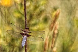 La libellule déprimée   ( Libellula depressa) - © Jean Alain Maurin