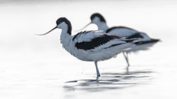 Avocette élégante © Jean-louis Pagliaccia