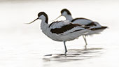 Avocette élégante © jean-louis Pagliaccia