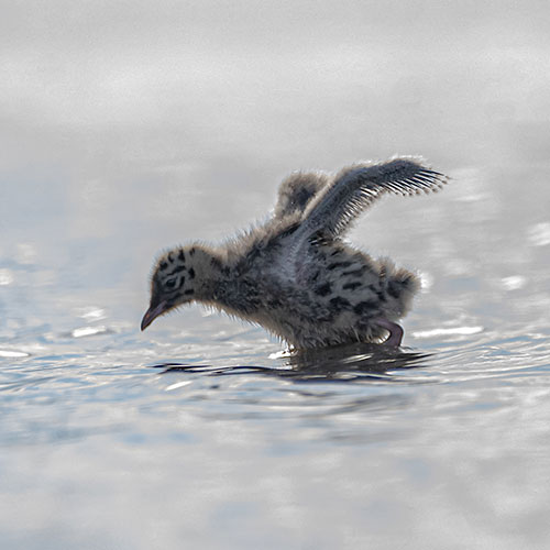 Oiseau de Camargue en affut flottant © Jean-louis Pagliaccia