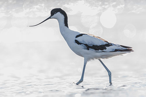 Oiseau de Camargue en affut flottant © Jean-louis Pagliaccia