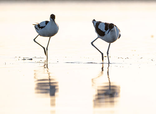 Oiseau de Camargue en affut flottant © Jean-louis Pagliaccia