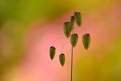 Un grain de nature © François Parra