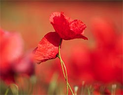 Coquelicot, série Nature - © Christian Pichon