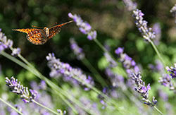 Le bonheur est comme un
papillon : il vole sans jamais regarder en arrière. © Laetitia Robert