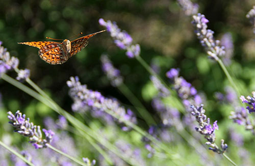  Le bonheur est comme un papillon : il vole sans jamais regarder en arrière. © Laetitia Robert