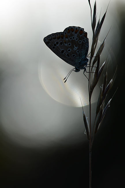 Papillon © Christian Saux
